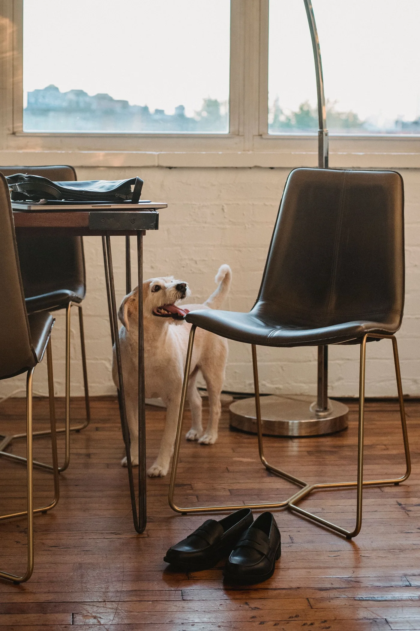 Cão de pelagem clara em uma sala com luz natural